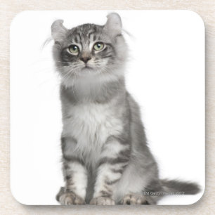 Dessous-de-verre Chaton américain de boucle (3 mois)