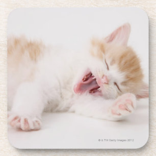 Dessous-de-verre Chaton de baîllement sur le fond blanc