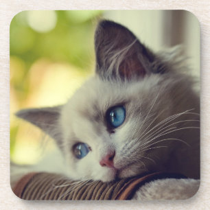 Dessous-de-verre Chaton de Ragdoll