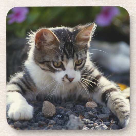 Dessous-de-verre Chaton, plan rapproché (Devant)