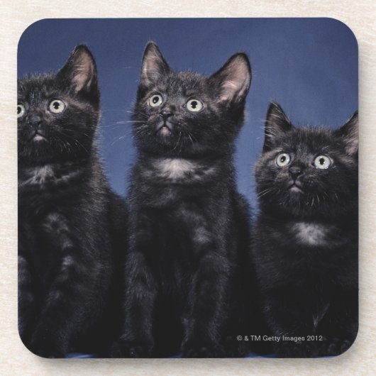 Dessous-de-verre Chatons (Devant)