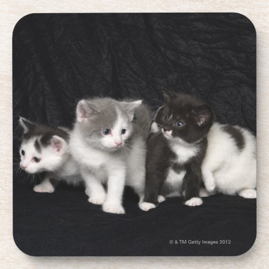 Dessous-de-verre Chatons dans un tir de studio (Devant)