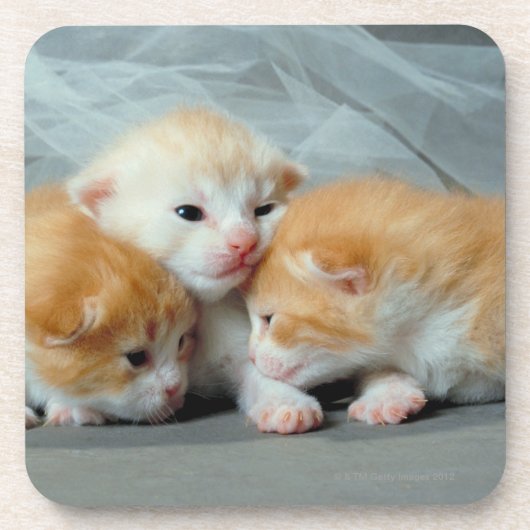 Dessous-de-verre Chatons oranges de fourrure (Devant)
