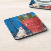 Dessous-de-verre Chats jouant à Rabat, Maroc (Côté gauche)