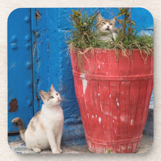 Dessous-de-verre Chats jouant à Rabat, Maroc (Devant)