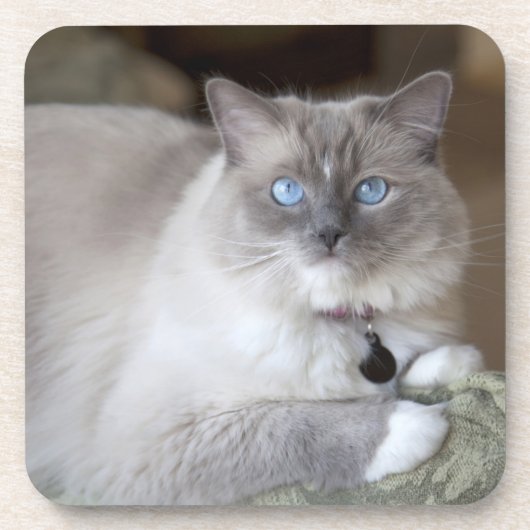 Dessous-de-verre Chatte Ragdoll (Devant)