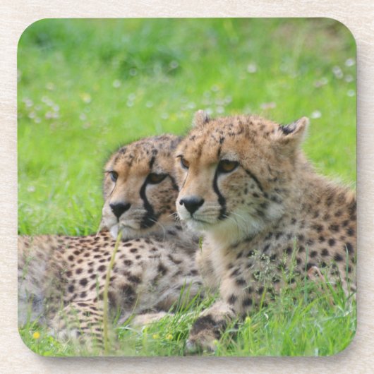 Dessous-de-verre Cheetah 001 (Devant)
