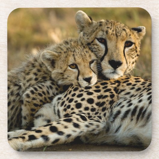 Dessous-de-verre Cheetah Cub Snuggling (Devant)