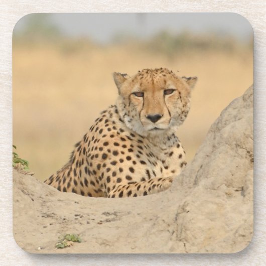 Dessous de verre Cheetah Gaze (Devant)