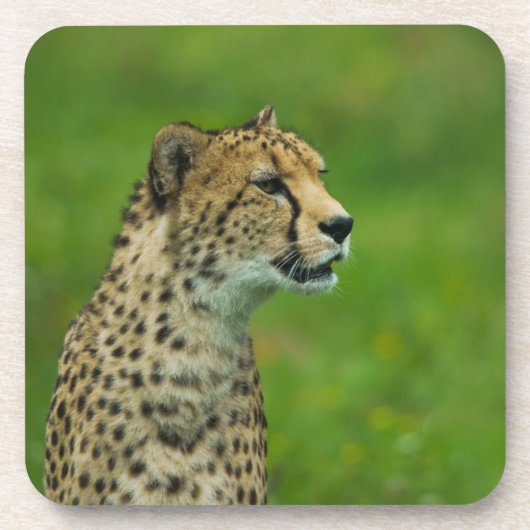 Dessous-de-verre Cheetah Sur Un Point De Vue (Devant)