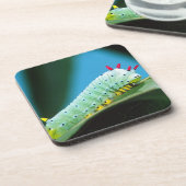 Dessous-de-verre Chenille du papillon Prométhée, Callosamia (Côté gauche)