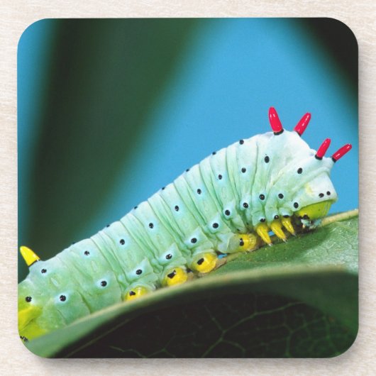Dessous-de-verre Chenille du papillon Prométhée, Callosamia (Devant)