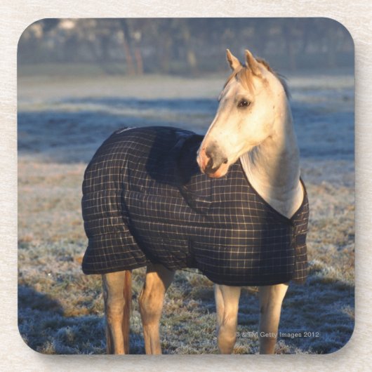 Dessous-de-verre cheval (Devant)