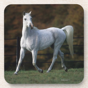 Dessous-de-verre Cheval arabe courant 1