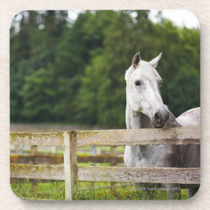 Dessous-de-verre Cheval dans le domaine regardant au-dessus de la
