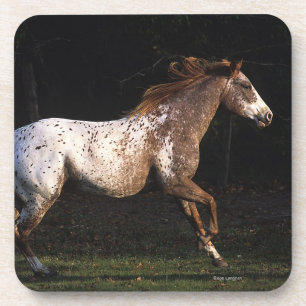 Dessous-de-verre Cheval d'Appaloosa courant 4