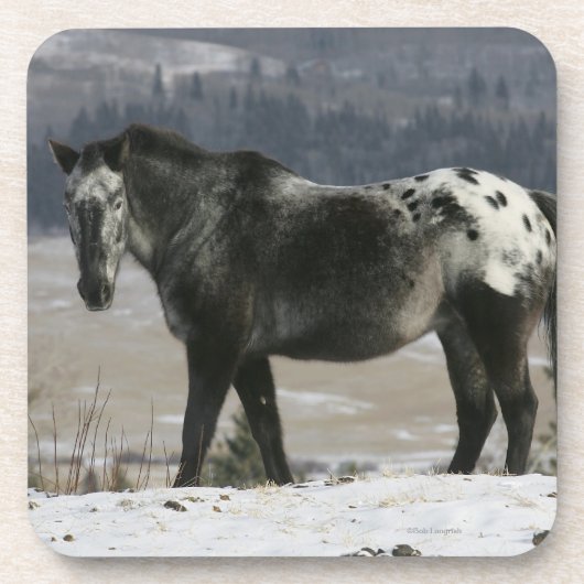 Dessous-de-verre Cheval d'Appaloosa dans la neige (Devant)