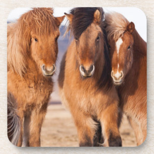 Dessous-de-verre Cheval islandais en hiver