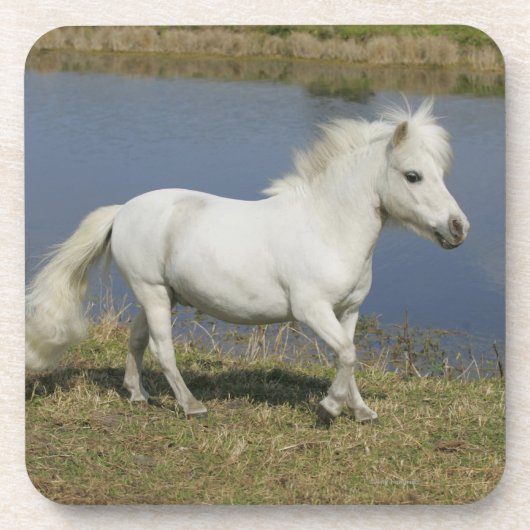 Dessous-de-verre Cheval miniature fonctionnant près de l'eau (Devant)