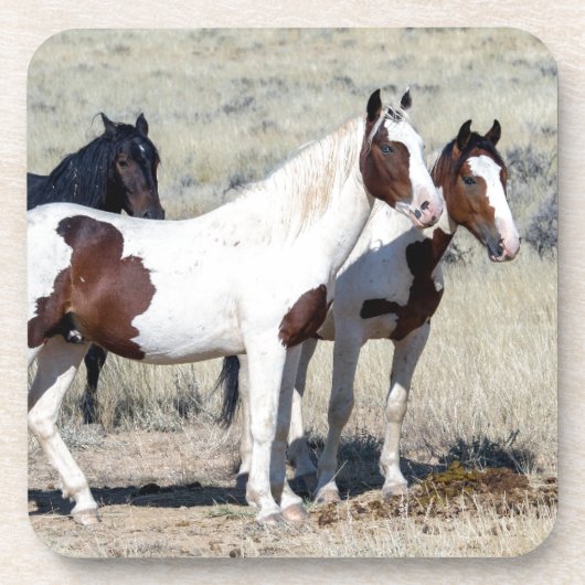 DESSOUS-DE-VERRE CHEVAUX SAUVAGES (Devant)