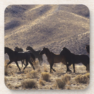 Dessous-de-verre Chevaux sauvages de mustang dans le désert 1