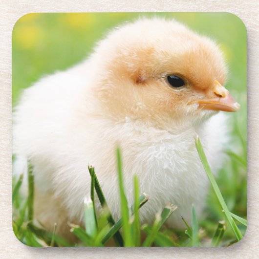 Dessous-de-verre Chick (Devant)
