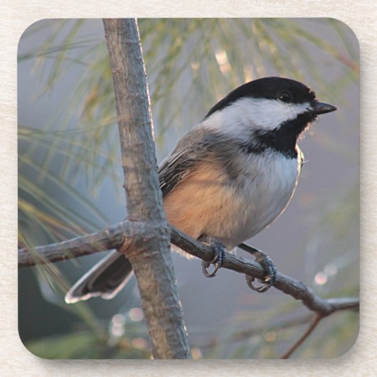 Dessous-de-verre Chickadee (Devant)