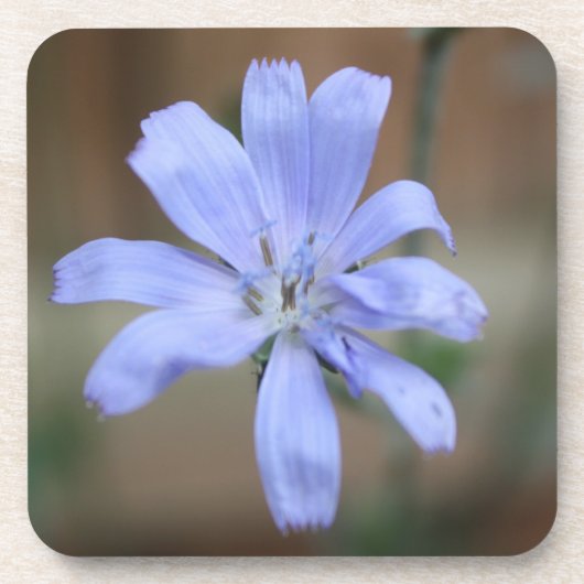 Dessous-de-verre Chicorée (Devant)