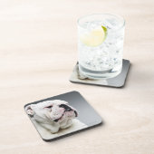 Dessous-de-verre Chien blanc de Taureau (Côté Droit)