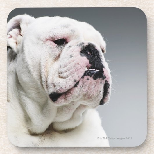 Dessous-de-verre Chien blanc de Taureau (Devant)