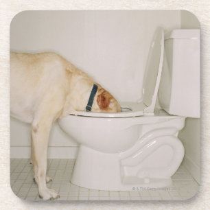 Dessous-de-verre Chien buvant hors de la toilette