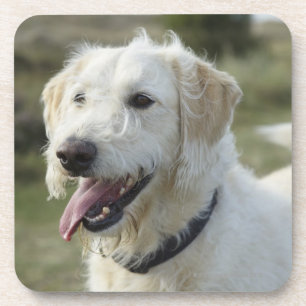 Dessous-de-verre Chien dans la terre de bruyère