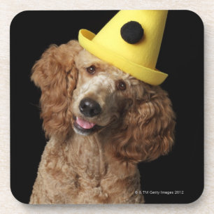 Dessous-de-verre Chien de caniche d'or utilisant un casquette jaune