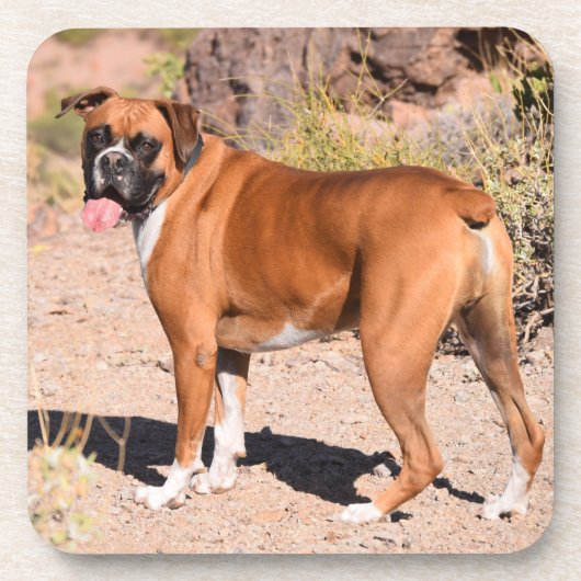 Dessous-de-verre Chien de chiot blanc et de chien de boxe (Devant)