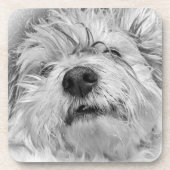 Dessous-de-verre Chien de Coton de Tulear (Devant)