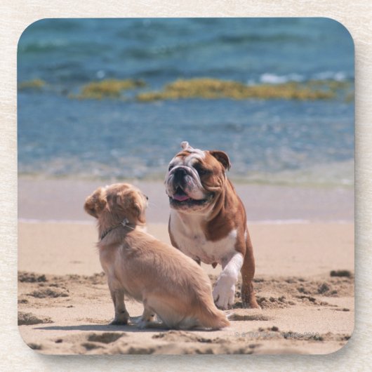 Dessous-de-verre Chien de plage sablonneuse (Devant)
