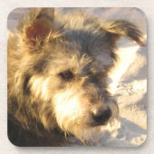 Dessous-de-verre Chien de plage thaïlandais (Devant)