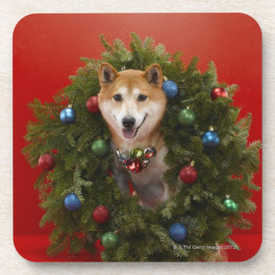 Dessous-de-verre Chien de Shiba Inu se reposant en guirlande de