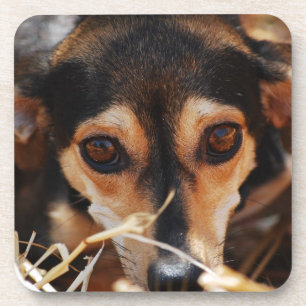Dessous-de-verre Chien mignon allongé dans le foin