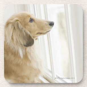 Dessous-de-verre Chien regardant la fenêtre