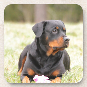 Dessous-de-verre Chien Rottweiler