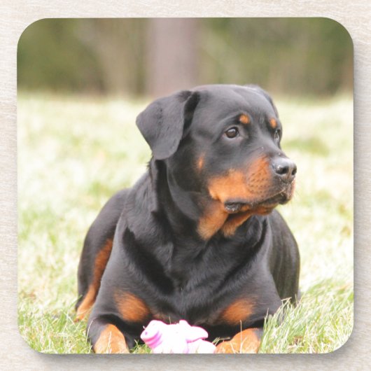 Dessous-de-verre Chien Rottweiler (Devant)