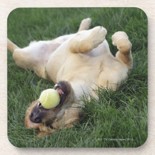 Dessous-de-verre Chien s'étendant upside-down dans l'herbe avec de
