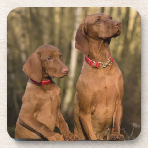 Dessous-de-verre Chiens de chasse de la Vizsla - Hounds de chasse -