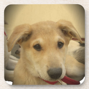 Dessous-de-verre Chiens mignons et Chiens de marionnettes Mans deux