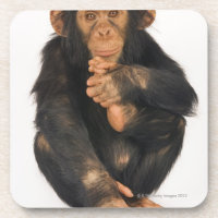 Chimpanzé (troglodytes de casserole). Jeune