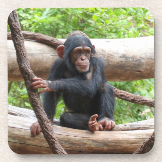 Dessous-de-verre Chimpanzée 001 (Devant)