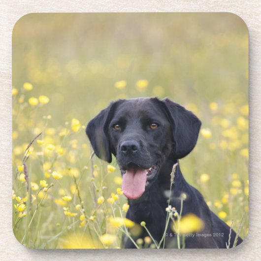 Dessous-de-verre Chiot 16 mois 2 (Devant)