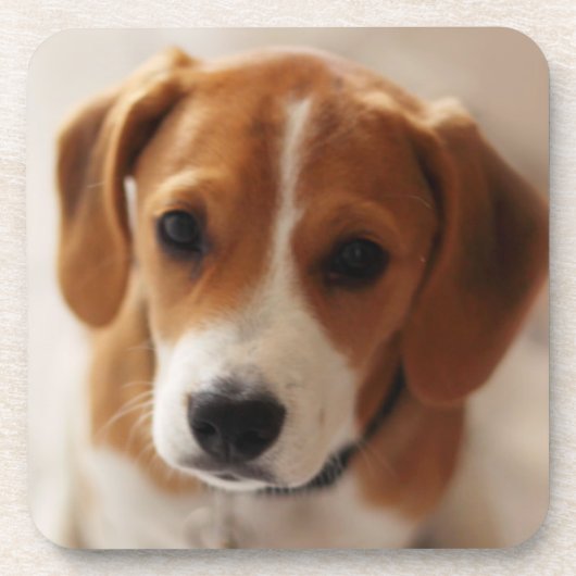 Dessous-de-verre Chiot 2 de beagle (Devant)