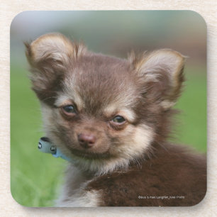 Dessous-de-verre Chiot à cheveux longs de chiwawa regardant